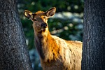 cow elk, female, animal