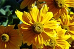 dahlia, flower, yellow