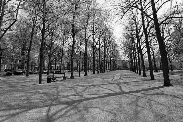 Langes Vorderes Holz, Den Haag, Hofstadt
