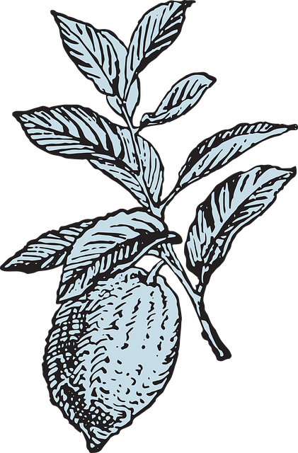 Free Lemon Fruit vector and picture