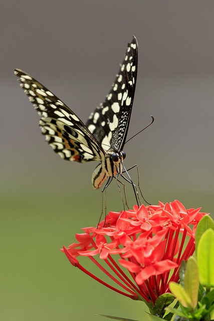 Free Butterfly Beautiful Flowers photo and picture