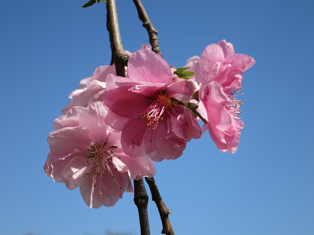 Free Cherry Blossom Blossom photo and picture