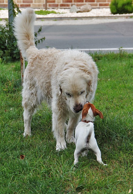 Free Small And Large Two Dogs photo and picture