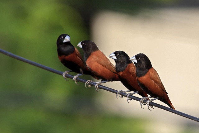 Free Birds Feathers photo and picture