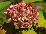 hydrangea, blossom, bloom