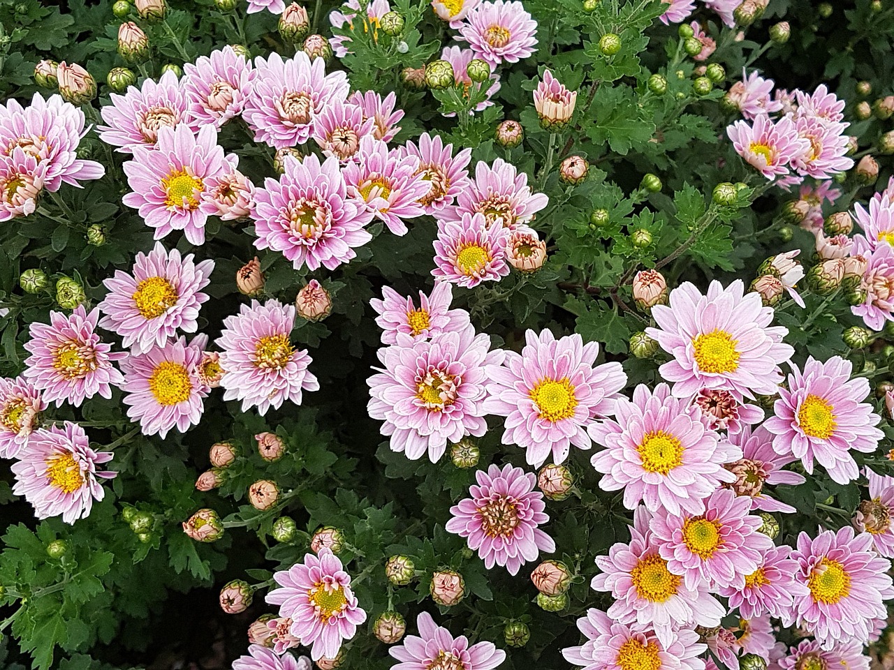 autumn-chrysanthemum-flower-free-photo-on-pixabay-pixabay