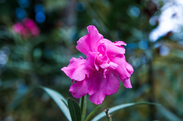Free Flower Autumn photo and picture