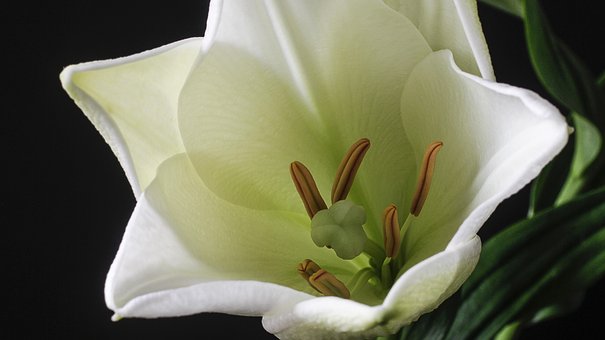Blomst, Lily, Hvid, Smukke Blomster