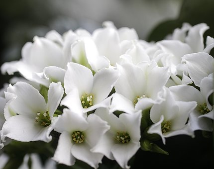 Blomster, Hvid, Blomst Tapet, Blomst