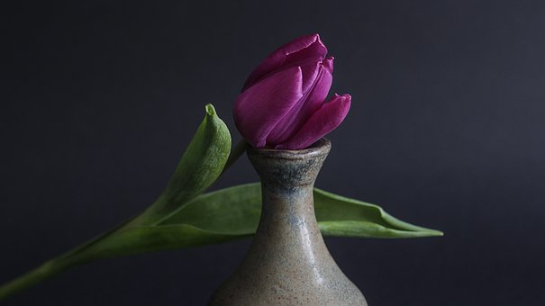 Tulipan, Plante, Blomst, Lila