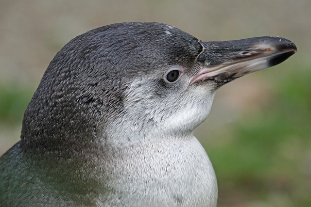 Free Penguin Humboldt Penguin photo and picture