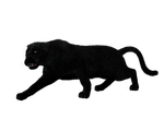 panther, black big cat, sneak