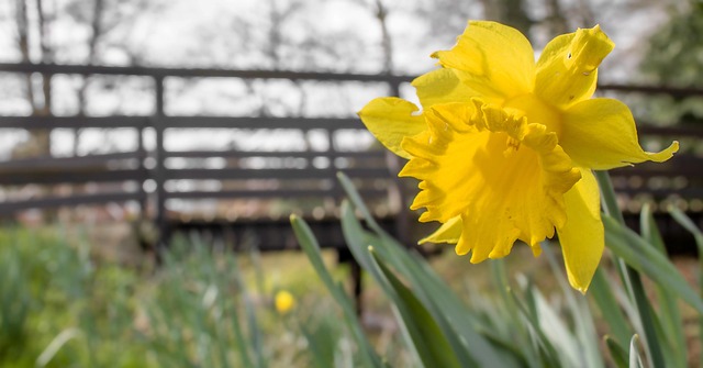 Gele Narcis, Paasklok, Bloem, Natuur