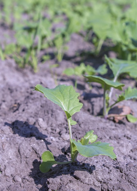 Bladeren, Boom, Natuur, Landschap