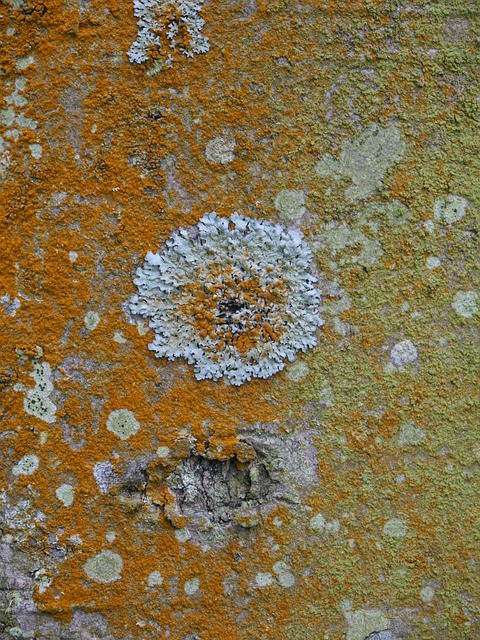 Free Lichen Bark photo and picture