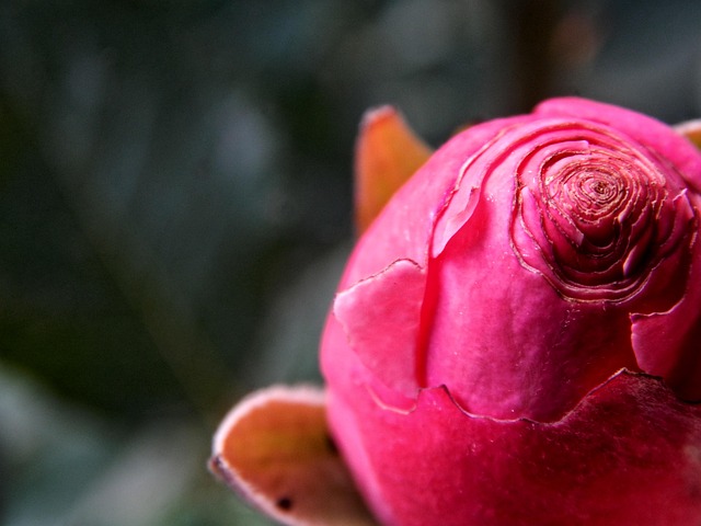 Free Roses Flower photo and picture
