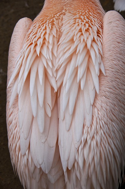 Free Feathers Pink Pelican photo and picture