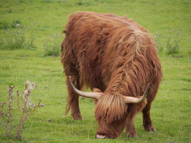 Free Cow Horns photo and picture