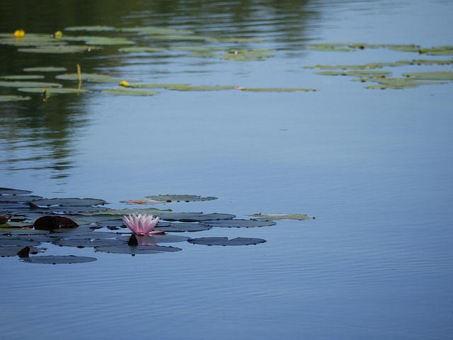 Free Lake Water photo and picture