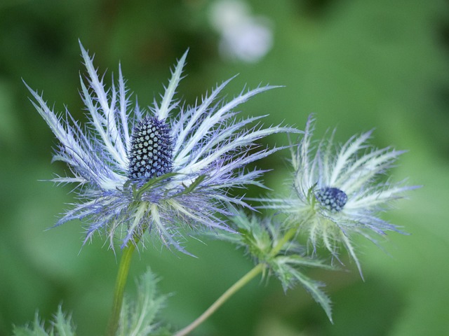 Free Flower Chardon photo and picture