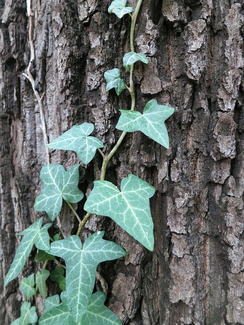 Free Tree Nature photo and picture