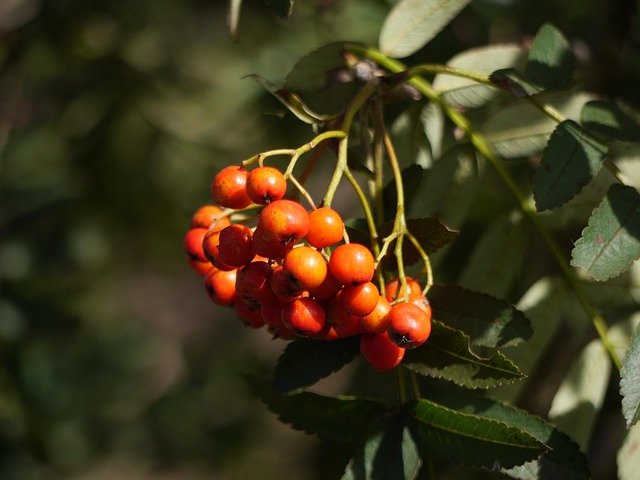 Free Berries Rowan photo and picture