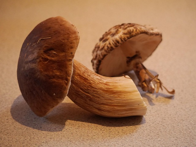 Free Bolete Mushroom photo and picture