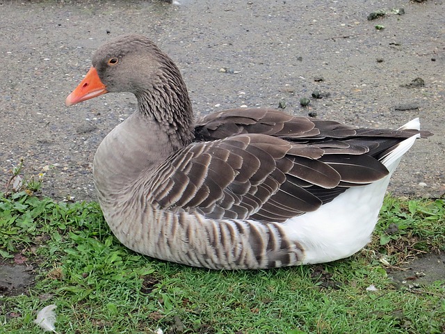 Free Greylag Goose Bird photo and picture