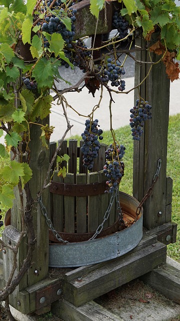 Free Grapes Vineyard photo and picture