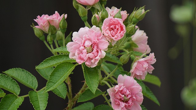 Free Flowers Roses photo and picture