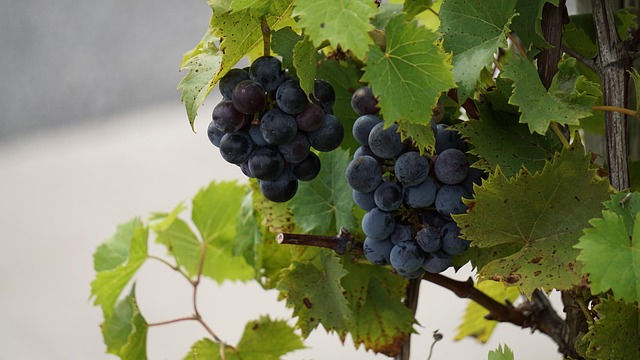 Free Grapes Vineyard photo and picture