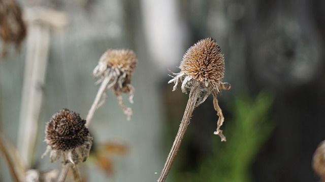 Free Fall Flowers photo and picture