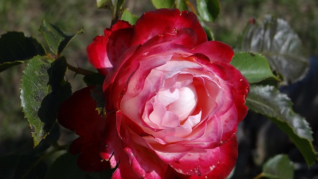 Free Rose Red photo and picture