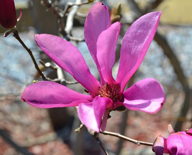 Free Blossom Nature photo and picture