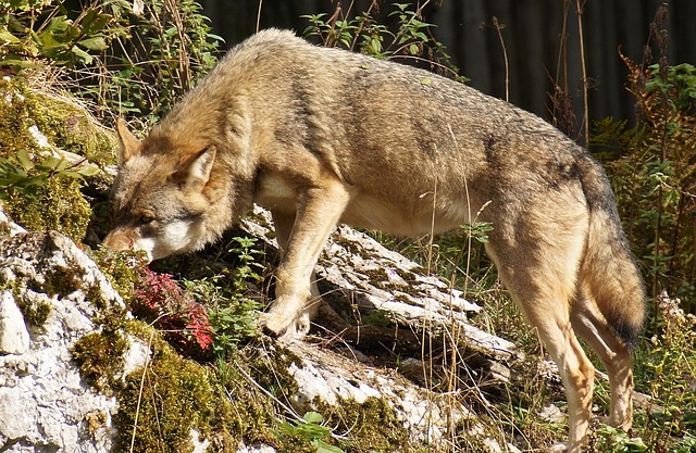 Free Wolf Wild Animal photo and picture