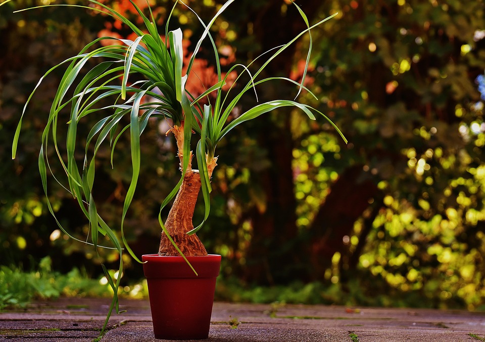ポニーテール工場, Beaucarnea Guatemalensis, メキシコ, 植木鉢, 緑の植物