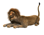 lion, lions couple, smooch