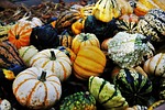 thanksgiving, decorative squashes, seasonal autumn decoration