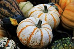 thanksgiving, decorative squashes, seasonal autumn decoration