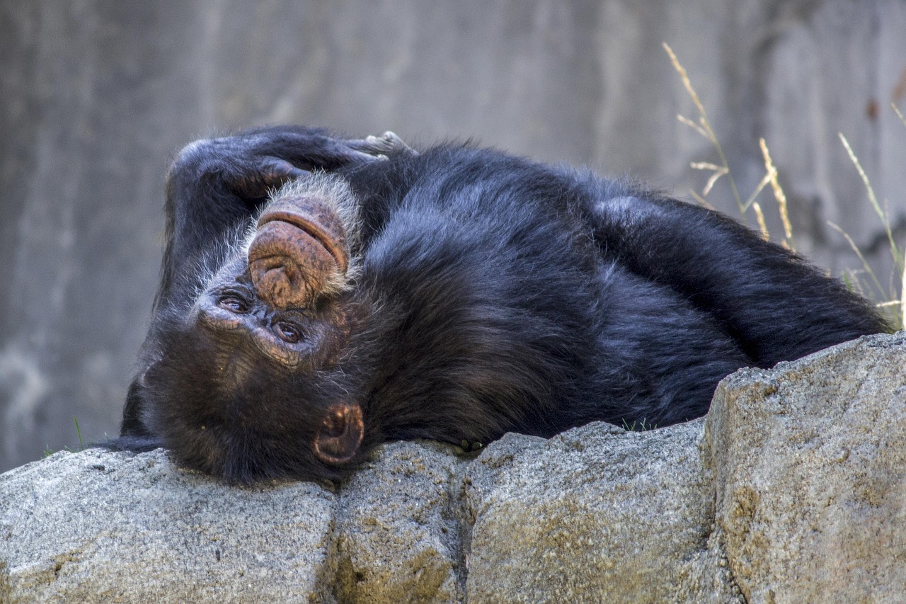 Chimpanzee - free online jigsaw puzzle photo