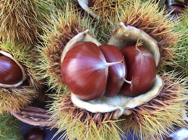 Free Sweet Chestnut Fall photo and picture
