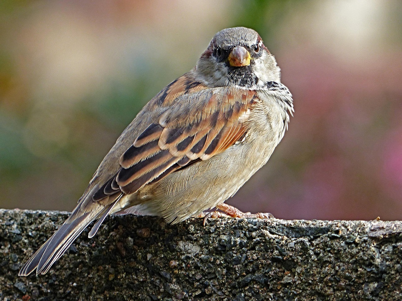 Sparrow - free online jigsaw puzzle photo