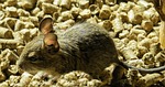 degu, rodent, wore rat