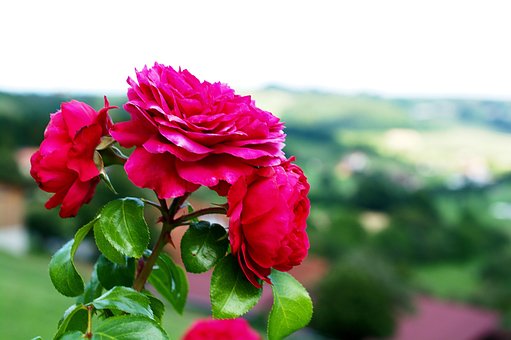 Rose, Blume, Natur, Schöne Blume