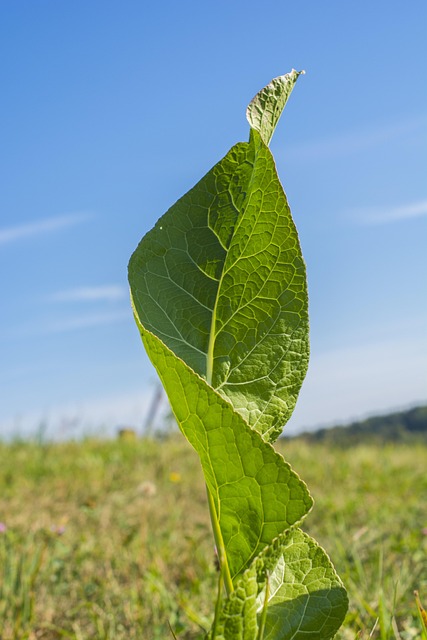 Natur, Mutternatur, Blatt, Blau, Grün