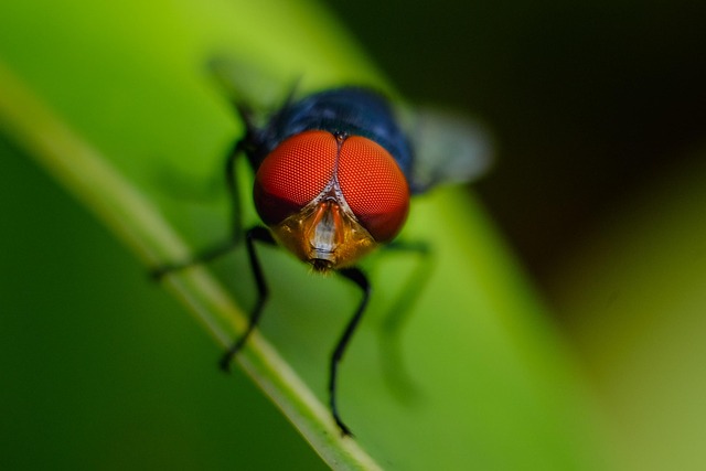 Free Fly Nature photo and picture