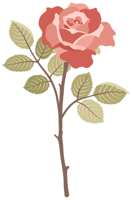 Rose, Blomst, Natur, Lyserød