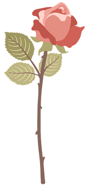 Rose, Lyserød, Blomst, Natur