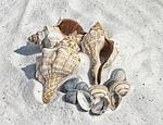 illustration, shell, shells