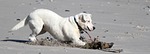 dog, beach, sea